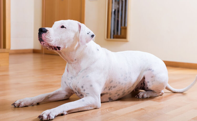  Dogo Argentino